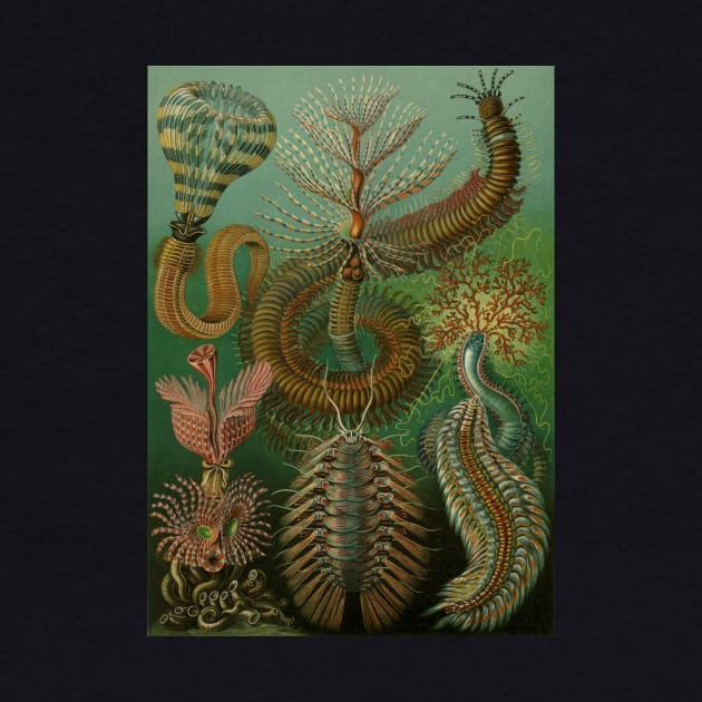 Annelids Chaetopoda by Ernst Haeckel by MasterpieceCafe